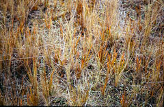 Libertia peregrinans
