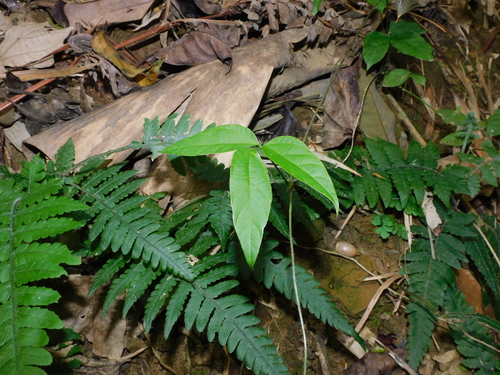 Hylodesmum laterale iNat (3)