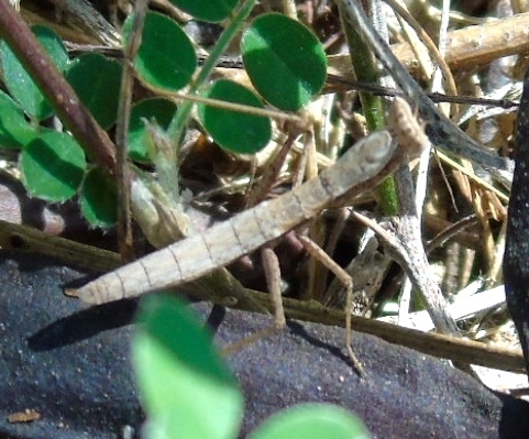 Yersinia mexicana photo 5
