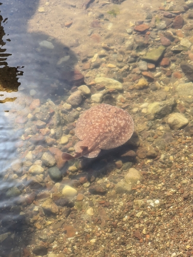 Torpedo panthera