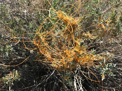 Cuscuta denticulata