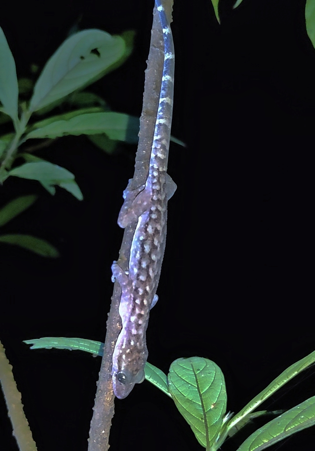Khasi Hills bent-toed Gecko, Cyrtodactylus khasiensis