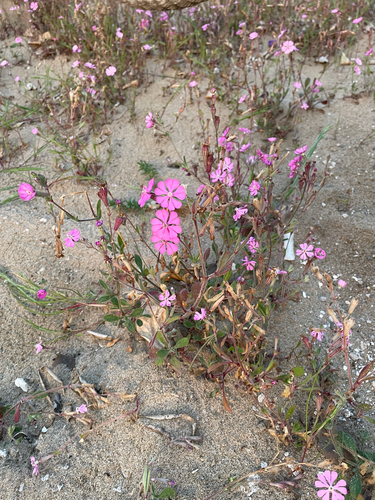 Silene canescens