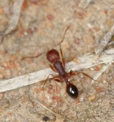 Tetramorium sericeiventre