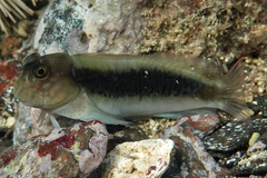 Hutchin's Blenny photo 1