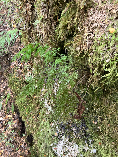 Hymenophyllum pulcherrimum observed 2026-04-21