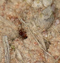 Tetramorium sericeiventre