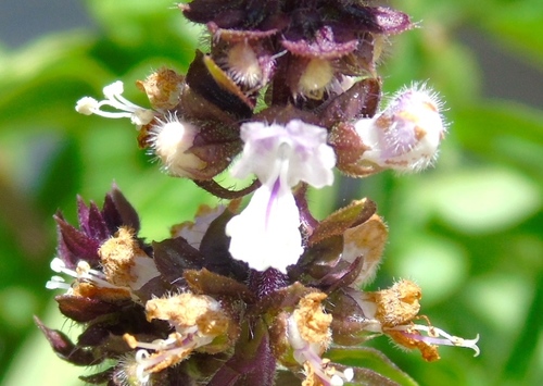 Image of Ocimum basilicum by (c) Francisco Farriols Sarabia, some rights reserved (CC BY)