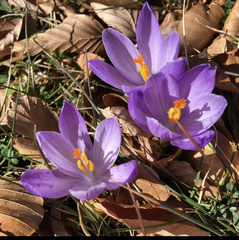 Crocus neapolitanus