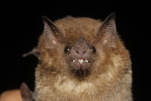 Merriam's Long-tongued Bat