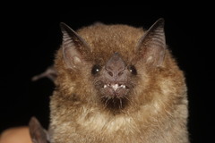 Merriam's Long-Tongued Bat photo 4
