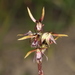 Tallong Midge Orchid - Photo (c) Gavin Phillips, some rights reserved (CC BY-NC), uploaded by Gavin Phillips
