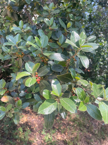 Mediterranean buckthorn
