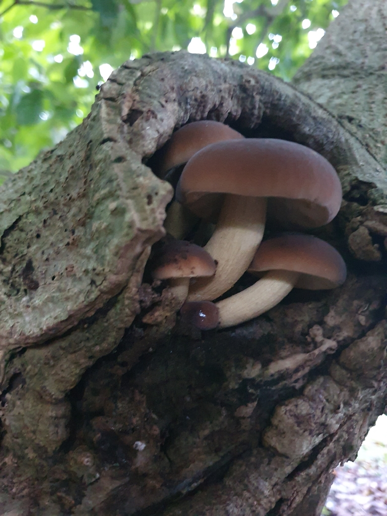 Cyclocybe parasitica · April 2026 · photo: © corli (iNaturalist, cc-by)