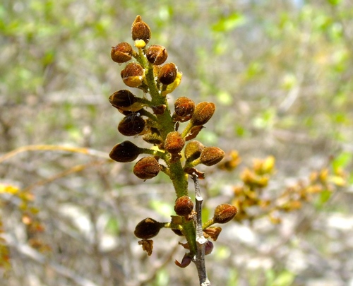Cenostigma eriostachys, photograph 4