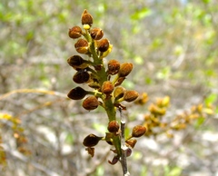 Francisco Farriols Sarabia, CC BY, iNaturalist via GBIF Cenostigma eriostachys, photograph Francisco Farriols Sarabia, CC BY, iNaturalist via GBIF