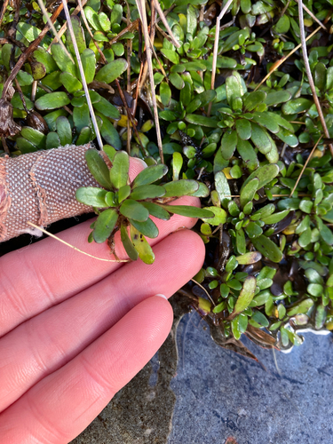 Celmisia bellidioides