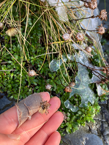 Celmisia bellidioides, photograph 2
