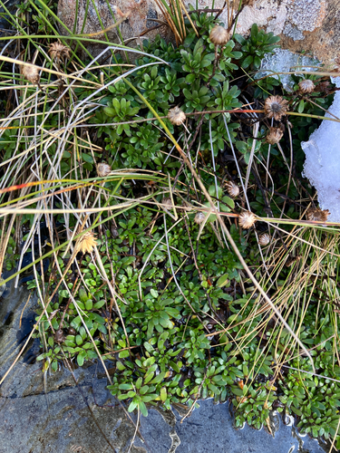Celmisia bellidioides, photograph 3