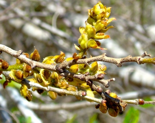 Cenostigma eriostachys, photograph 5