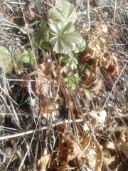 Potentilla humifusa
