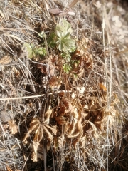 Potentilla humifusa