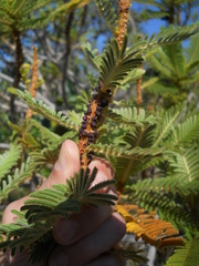 Pilostyles blanchetii