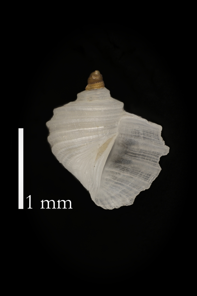 Fossarus