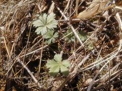 Potentilla humifusa
