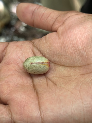 Horsfieldia palauensis observed 2026-04-28