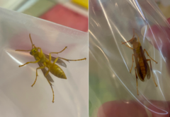 Polistes wattii