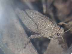 Tetrix tenuicornis