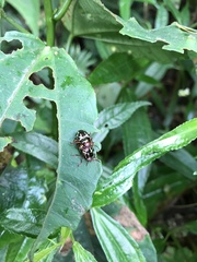 Zygogramma violaceomaculata