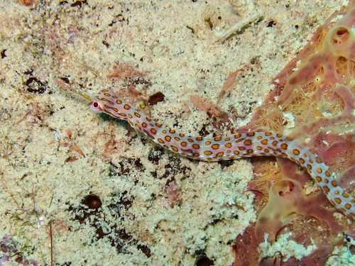 Ocellated pipefish (Corythoichthys ocellatus) — Syngnathidae — 5