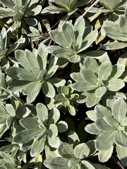Celmisia discolor, photograph (c) Cara-Lisa Schloots, some rights reserved (CC BY)