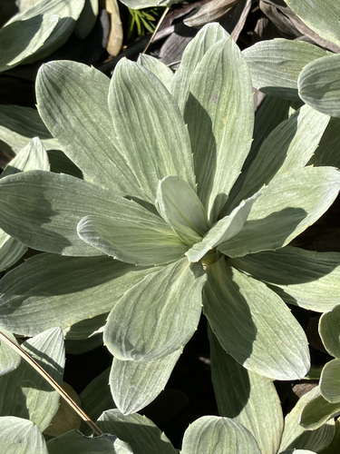 Celmisia discolor, photograph 6