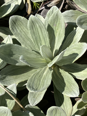 Celmisia discolor, photograph (c) Cara-Lisa Schloots, some rights reserved (CC BY)