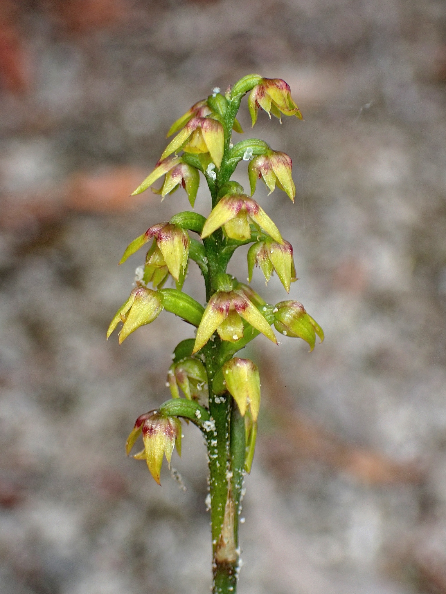Genoplesium