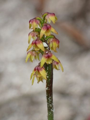 Genoplesium pumilum (Hook.f.) D.L.Jones & M.A.Clem.