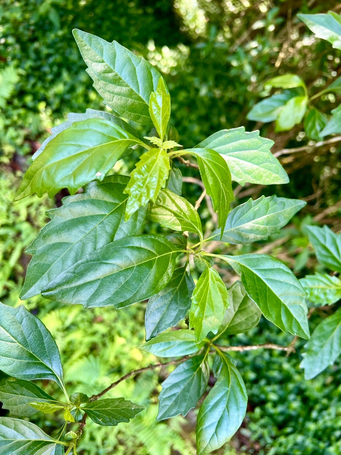 Imagem de Premna microphylla
