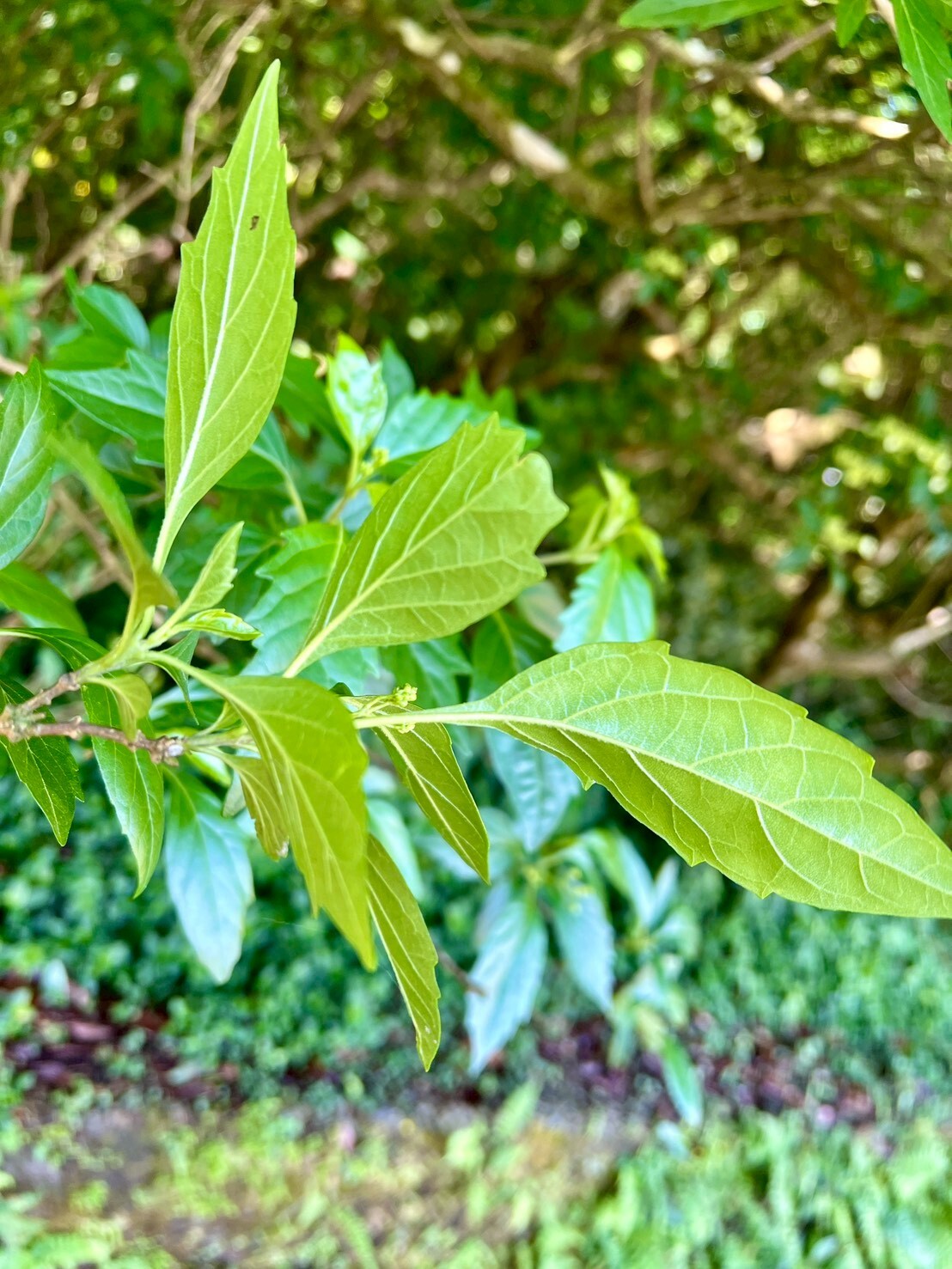 Imagem de Premna microphylla