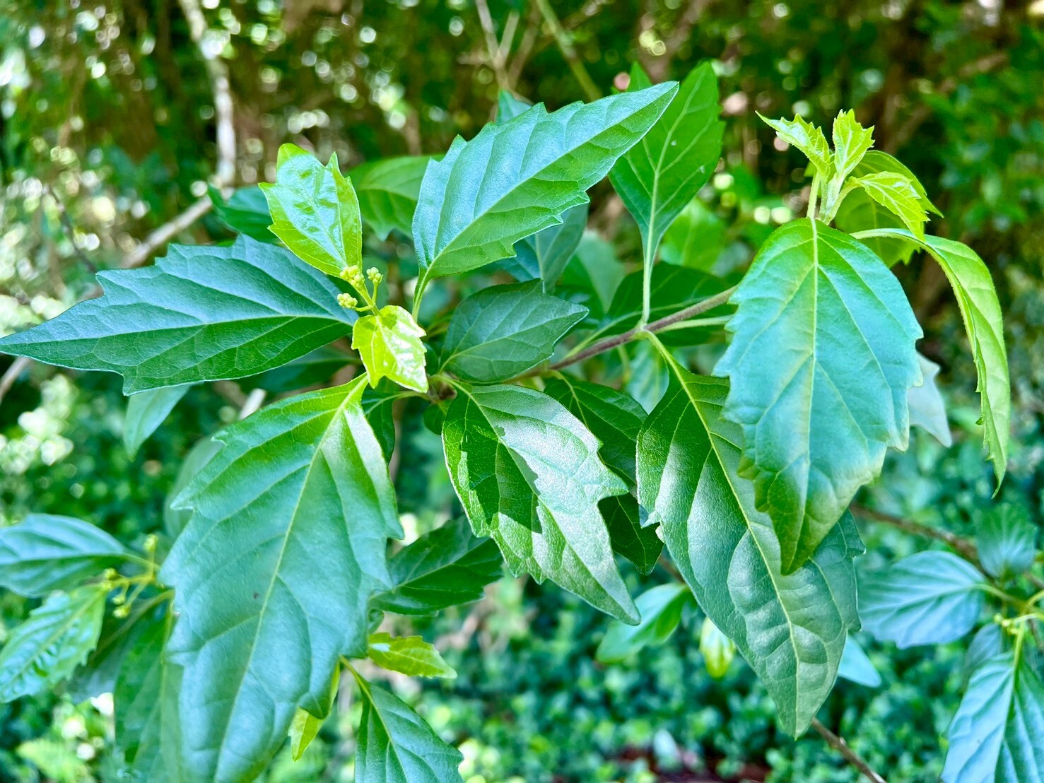 Imagem de Premna microphylla