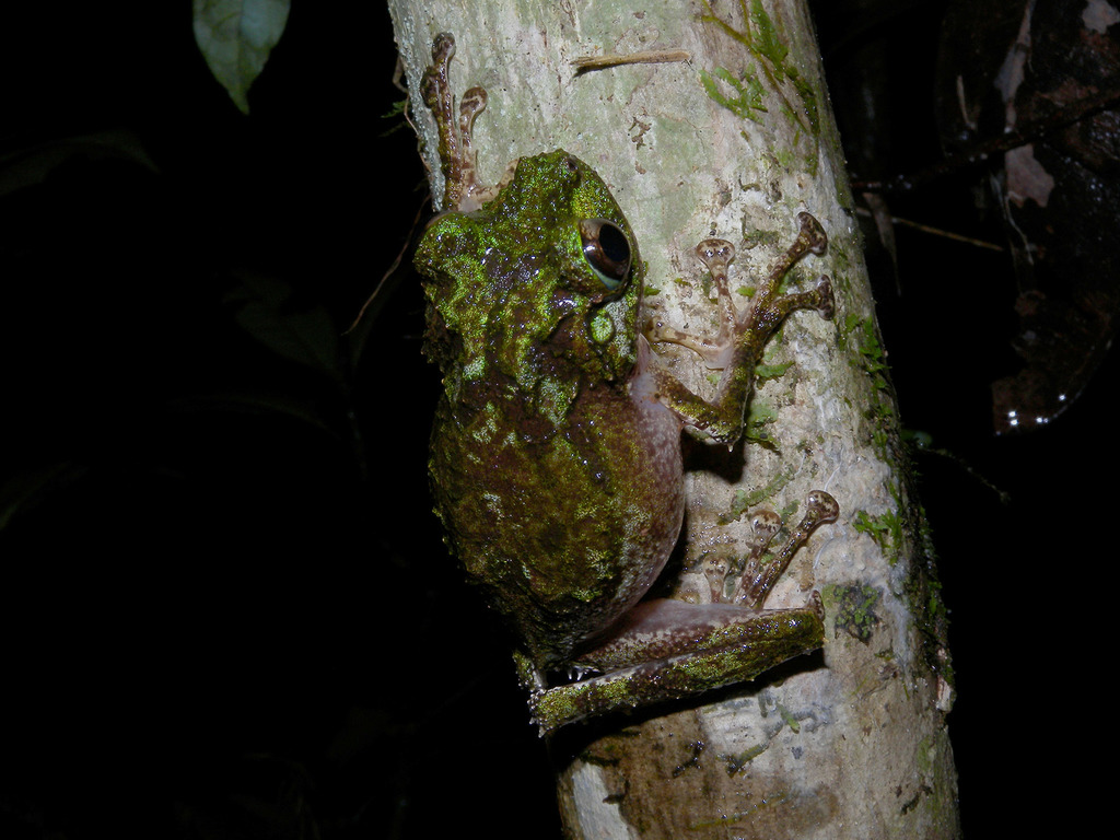 Spinomantis