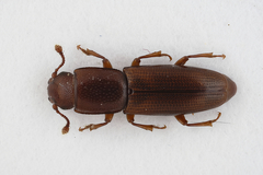 Rhizophagus perforatus