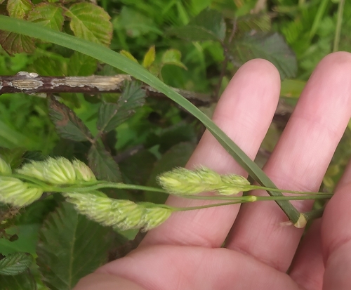 orchard grass