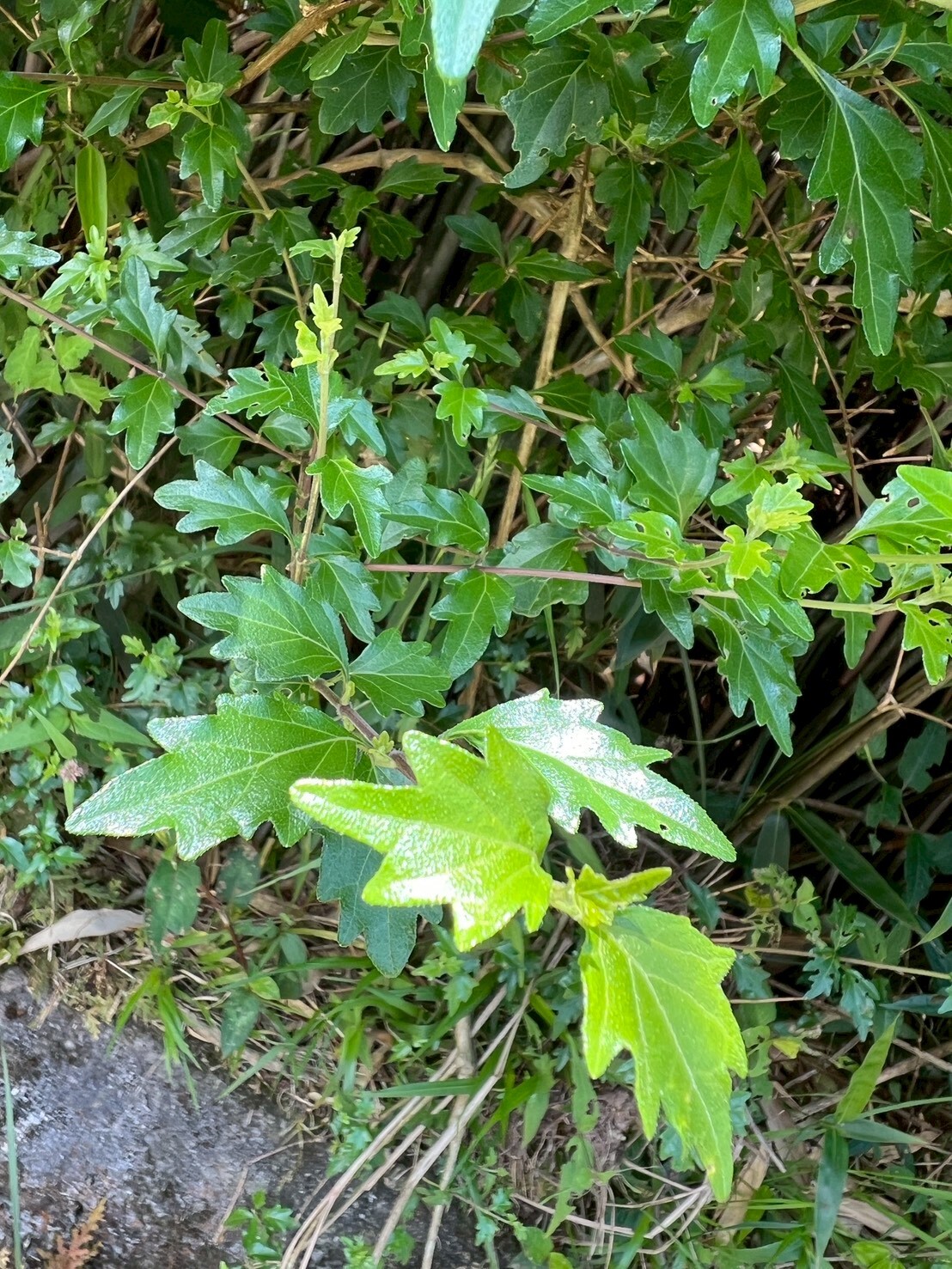 Imagem de Premna microphylla