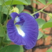 Blue Pea - Photo no rights reserved, uploaded by 葉子