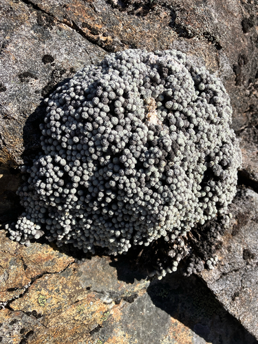 Raoulia bryoides