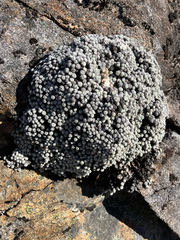 Raoulia bryoides