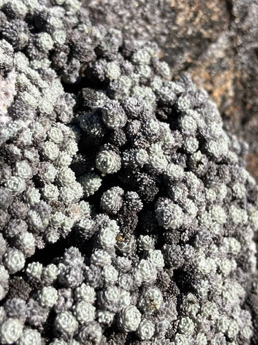 Raoulia bryoides, photograph 2